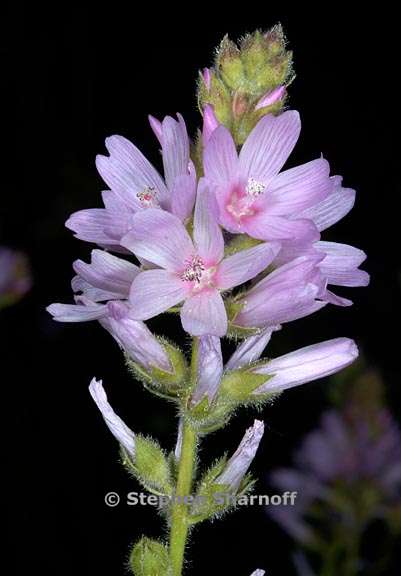 sidalcea oregana ssp spicata 5 graphic